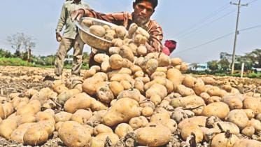 Bumper crop of potato