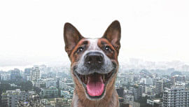 A dog sees Dhaka