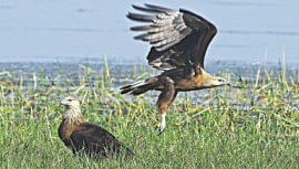 Fish Eagles