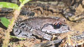 Frog in lawachara forest