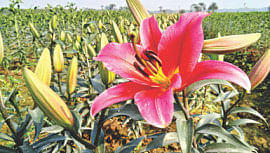 Blooming Liliums