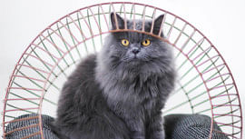 Panther the Cat