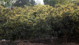 Litchi growers expect good harvest this year