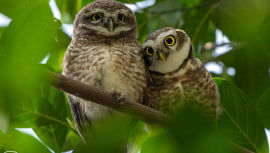 Dhaka's birds are disappearing — should we be worried?