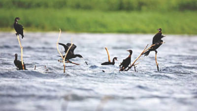 Biodiversity conservation requires more than just frameworks Biodiversity conservation requires more than just frameworks