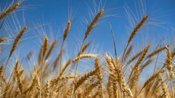 wheat export wheat export