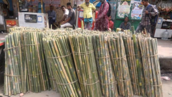 Column by Mahfuz Anam: The underlying story of a simple photograph bamboo sticks