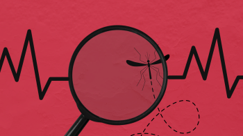 A mosquito caught under a magnifying glass