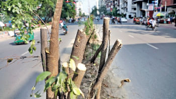 Saat Masjid Road: More trees felled in name of development Saat Masjid Road: More trees felled in name of development