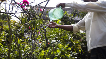 Practising mindfulness through gardening Practising mindfulness through gardening
