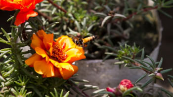 Consequences of climate change on gardening Consequences of climate change on gardening