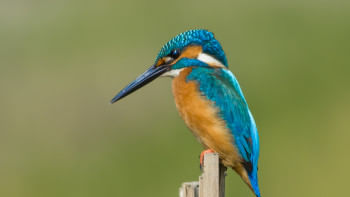 Birds of the National Botanical Garden: A photographer’s sanctuary Birds of the National Botanical Garden: A photographer’s sanctuary