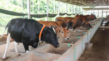 Sacrificial animal traders eye big sales ahead of Eid Sacrificial animal traders eye big sales ahead of Eid