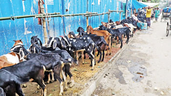 importance of cleanliness during Eid-ul-Azha importance of cleanliness during Eid-ul-Azha