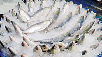Hilsa export Hilsa export