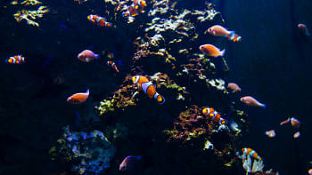 5 best water zoos in Asia you thought never existed          pexels-kelly-1179532-3311094.jpg 5 best water zoos in Asia you thought never existed          pexels-kelly-1179532-3311094.jpg