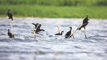 Biodiversity conservation requires more than just frameworks Biodiversity conservation requires more than just frameworks