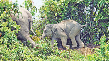 Elephant habitat loss Chattogram Elephant habitat loss Chattogram