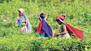 tea_garden tea_garden