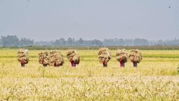new rice varieties approved in bangladesh new rice varieties approved in bangladesh