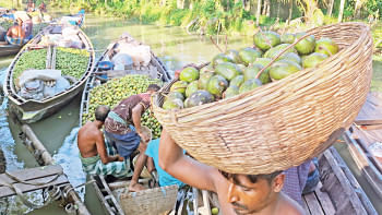 Hog plum cultivation Bangladesh Hog plum cultivation Bangladesh