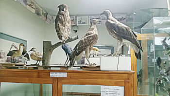 Jamuna Bridge Regional Museum taxidermy collection Jamuna Bridge Regional Museum taxidermy collection