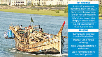 Fish stocks in the Bay drop nearly 80% in 7 years Fish stocks in the Bay drop nearly 80% in 7 years