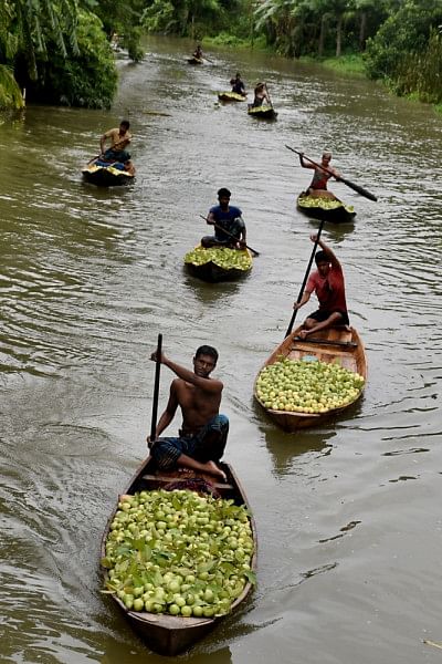 Your guide to the floating guava market of Bhimruli, Pirojpur Your guide to the floating guava market of Bhimruli, Pirojpur