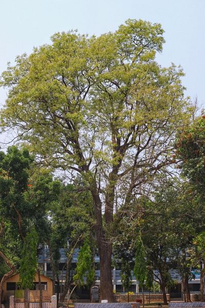 Top 5 places to visit in Bogura Top 5 places to visit in Bogura