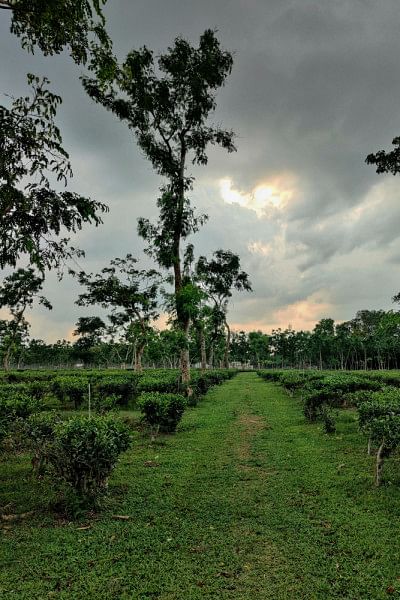 Top 5 places to visit in Sreemangal for a memorable winter Top 5 places to visit in Sreemangal