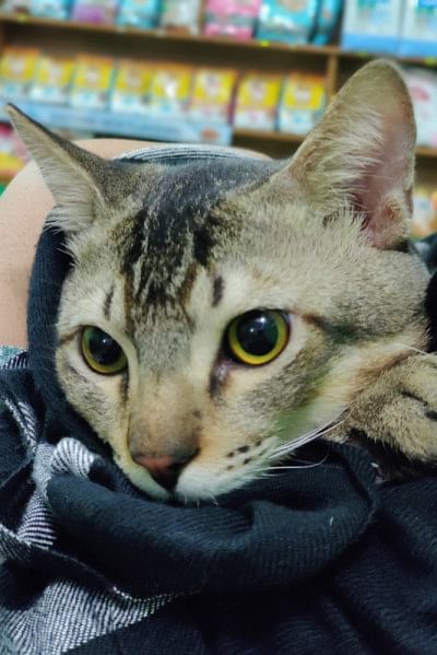 7 facts to consider before adopting a pet 7 facts to consider before adopting a pet