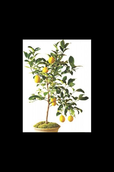 lemon tree