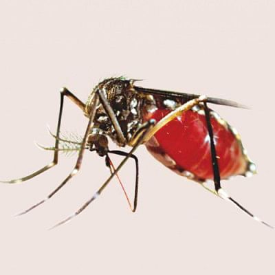 dengue fever in bangladesh dengue fever in bangladesh