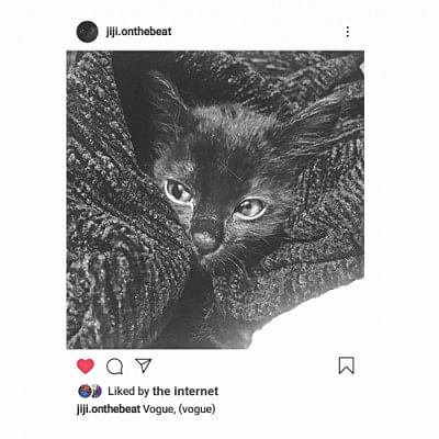 Pet as an online Influencer Pet as an online Influencer