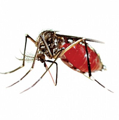 dengue mosquito Dengue dengue mosquito