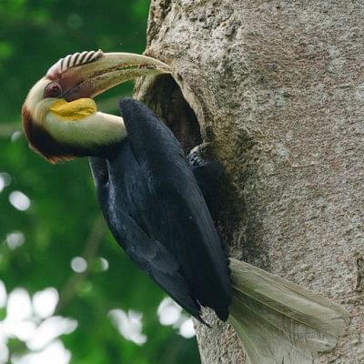 hornbill