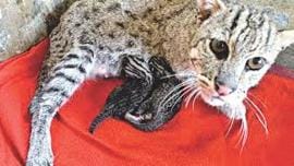 fishing-cats-extinction.jpg