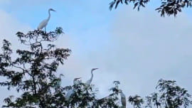 bird-haven-01.jpg
