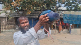 Kalim_Bird_.jpg