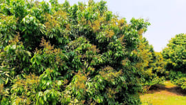 Pabna_litchi.jpg
