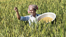 Wheat_pictures.jpg