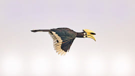 Satchari-National-Park.jpg