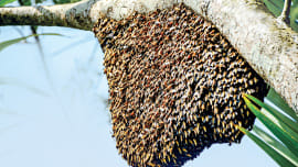 Honey_Hunting,_Sundarbon2.jpg
