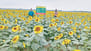 Sunflower Farming in Patuakhali Bangladesh