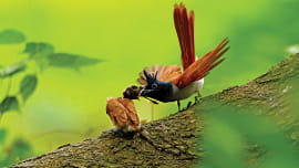 Birds.jpg