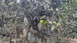 There are currently 100 domestic and foreign fruit varieties on a two-acre hillside plot. Photo: Star