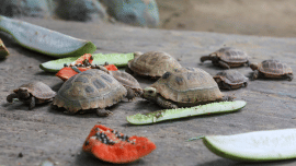 Yellow tortoise.png