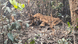 rescued tigress.png