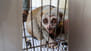 slow-loris.jpg
