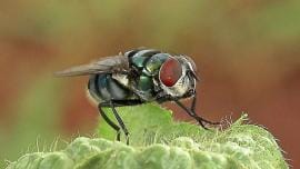 fly public health surveillance